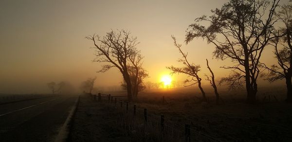 Bare trees on field against sky during sunset