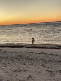 Silhouette person on beach against sky during sunset