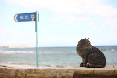 Close-up of cat on beach against sky