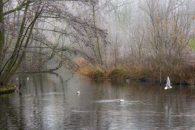 Birds in lake against trees