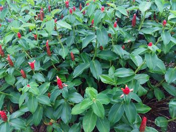 Close-up of red flowers