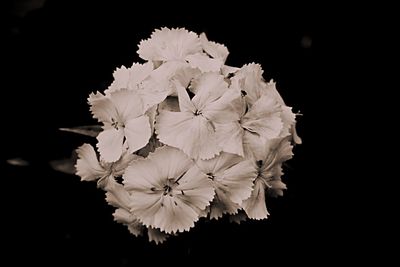 Close-up of flowers over black background