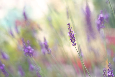 Close-up of purple flowering plant