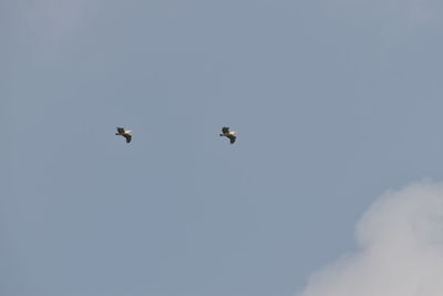 Low angle view of birds flying in sky