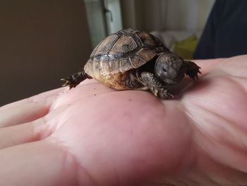 Turtle on human hand