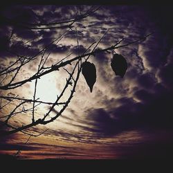 Low angle view of silhouette bare tree against sky at sunset