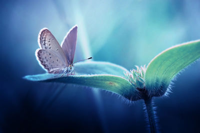 Close-up of bog copper butterfly pollinating flower