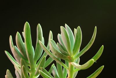 Close-up of succulent plant against black background