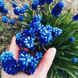 Close-up of hand holding purple flowers