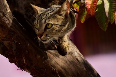 Close-up of a cat looking away