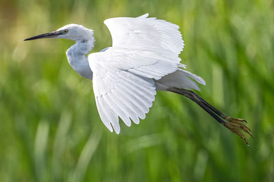 Close-up of a bird flying