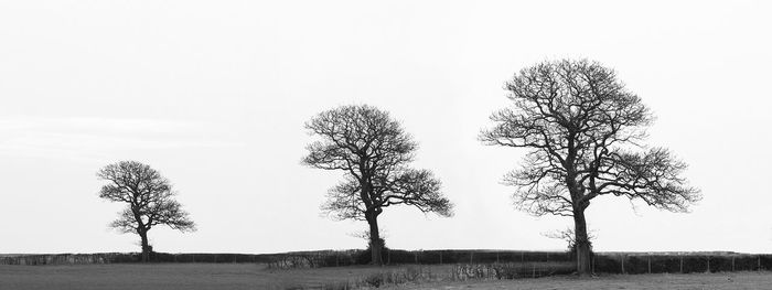 Bare tree on field against clear sky