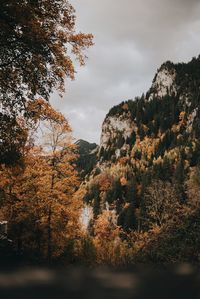 Scenic view of trees against sky during autumn