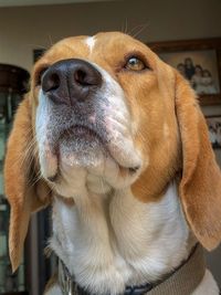 Close-up of dog looking away at home