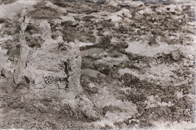 High angle view of animal on snow covered land