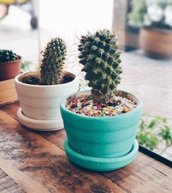 Potted plants on table