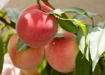 Close-up of red fruit