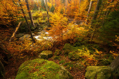 Plants and trees in forest during autumn