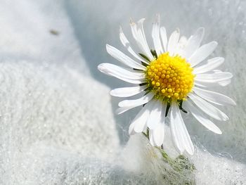 Close-up of white daisy flower