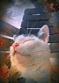 Close-up of cat looking away