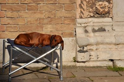 Close-up of a sleeping dog