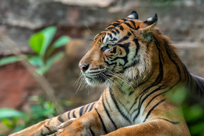 Close-up of a cat looking away