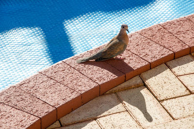 High angle view of mourning dove at poolside