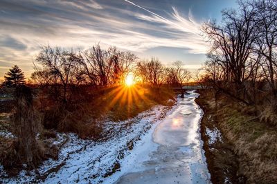 Trees in forest during sunset