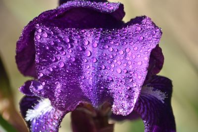 Close-up of fresh wet purple iris