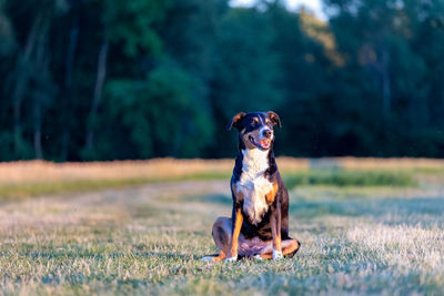 Dog sitting on field