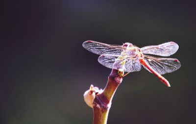 Close-up of butterfly on hand