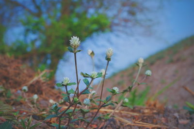 Close-up of flowers blooming on field