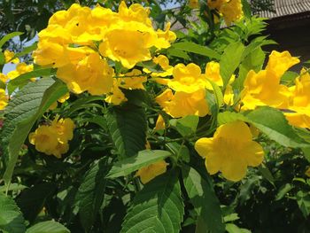 Close-up of yellow flower