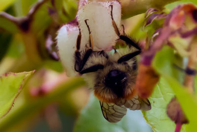 Close-up of bee on flower