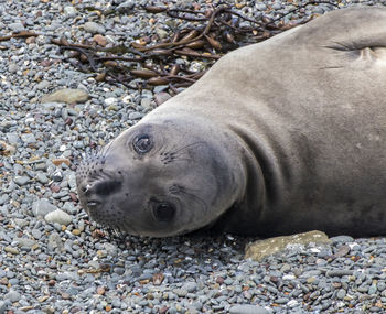 High angle view of animal on beach