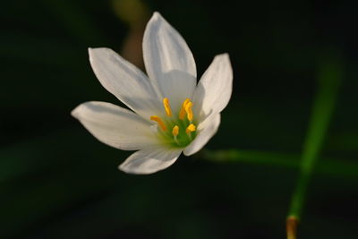 Close-up of white flower