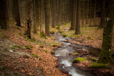 Stream flowing amidst trees in forest