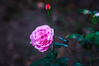 Close-up of pink flowers