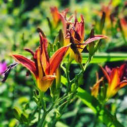 Close-up of day lily blooming outdoors