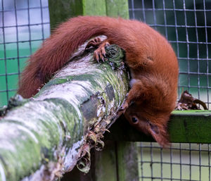 Close-up of a monkey in cage