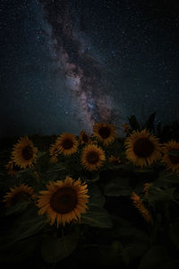 The milky way over a field of sunflowers.