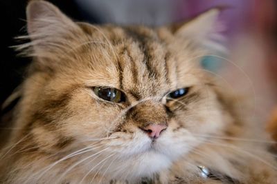 Close-up of cat