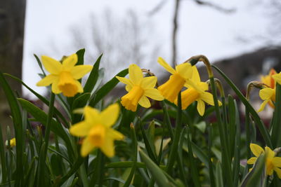 Close-up of yellow daffodil flowers in field