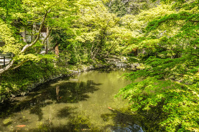 Scenic view of lake in forest