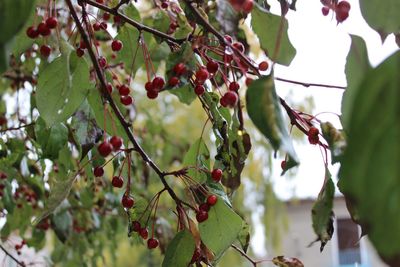 Low angle view of fruits on tree