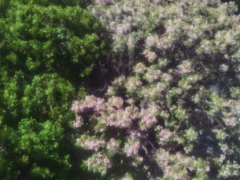 Full frame shot of flowering plants