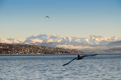 Bird flying over sea and mountains against sky