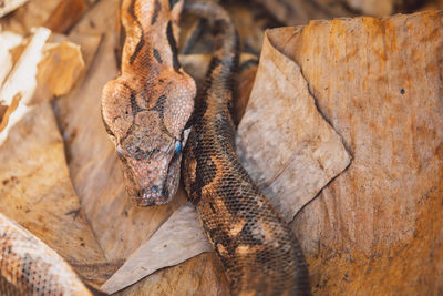 Close-up of lizard