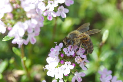 Close-up of bee pollinating on purple flower