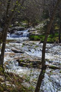 Scenic view of stream flowing through trees in forest